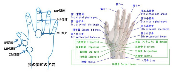 手指の関節の名前