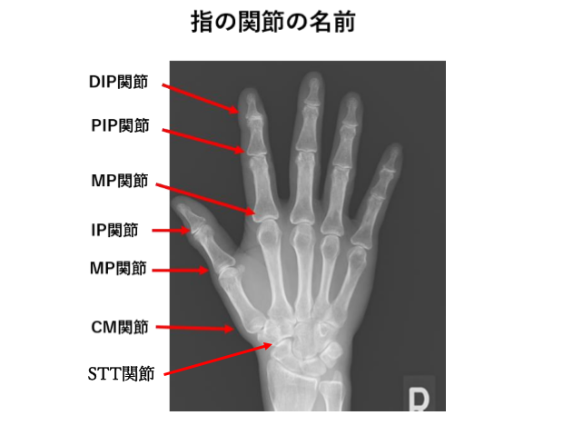 指の関節の名前